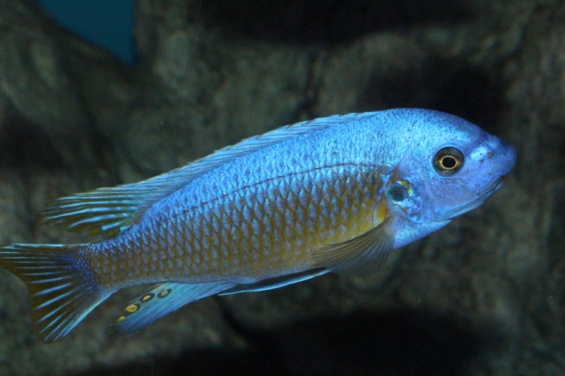 Labeotropheus fuelleborni 'Katale Island'